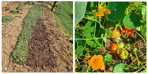 načrt zelenjavnega vrta